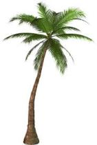 Palm tree 1